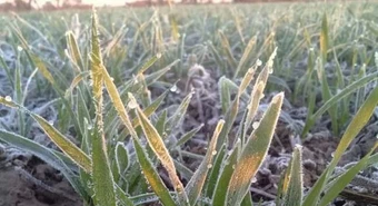 trigo heladas 