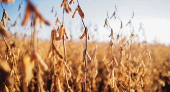 Buen clima para el agro: no hay señales de La Niña en el horizonte