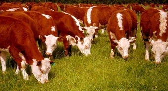 El Gobierno lanzó créditos para aumentar stock ganadero
