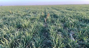 Por la sequía, 100 mil hectáreas de trigo pasaron de buenas a regulares