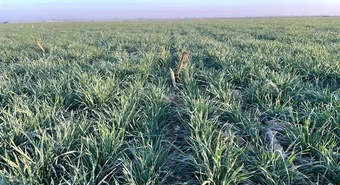 Por la sequía, 100 mil hectáreas de trigo pasaron de buenas a regulares