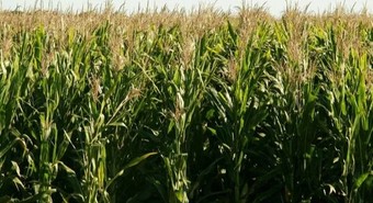 Habilitan un nuevo maíz transgénico para su cultivo en Argentina 