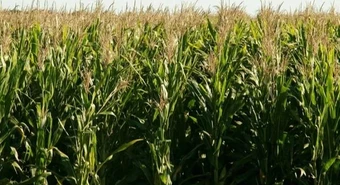 Habilitan un nuevo maíz transgénico para su cultivo en Argentina 