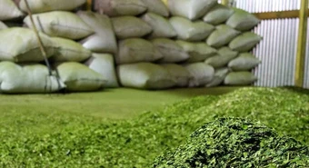 Cayó el consumo interno de yerba en 2024, y la exportación fue récord