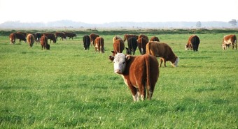 Uno de cada cinco empleos en Argentina viene del campo