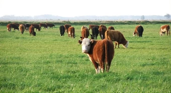 Uno de cada cinco empleos en Argentina viene del campo