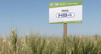 Estados Unidos aprobó el cultivo del trigo antisequía de Bioceres