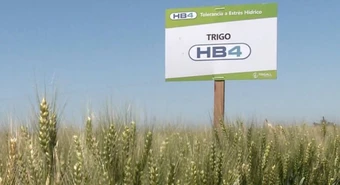 Estados Unidos aprobó el cultivo del trigo antisequía de Bioceres