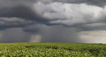 Campo soja