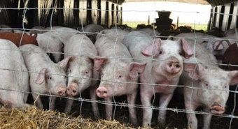Efecto dólar agro: Massa reincorporó compensaciones para el sector porcino