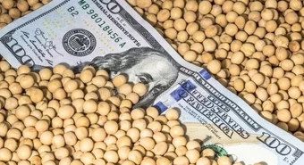 La liquidación de divisas del agro se desplomó en febrero 