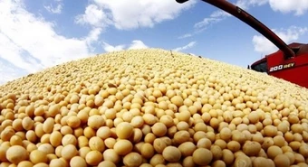 Las exportaciones de soja alcanzarán su menor nivel en dos décadas 