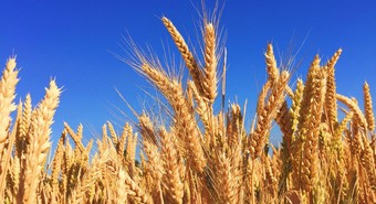 Trigo: la falta de lluvias complica la chance de una campaña récord 