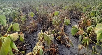 ¿Vuelve La Niña? El panorama que anticipan los especialistas 