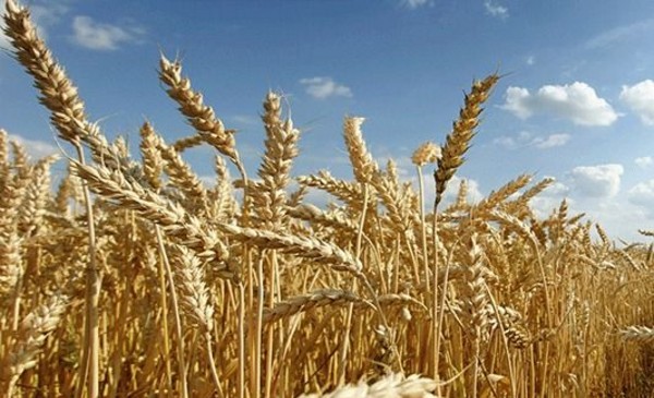 Falta de agua y márgenes ajustados afectan la siembra de trigo | Punto Biz