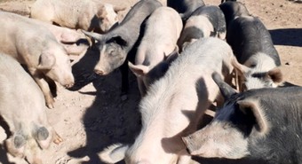 La faena de cerdos marcó un récord histórico en los primeros 8 meses del año