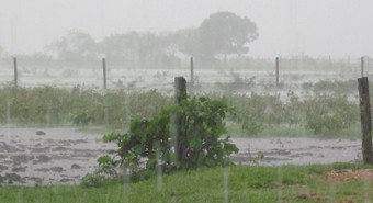 Las lluvias del fin de semana ayudan a la cosecha de trigo 