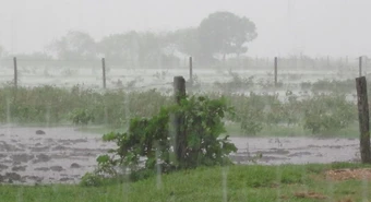 Las lluvias del fin de semana ayudan a la cosecha de trigo 