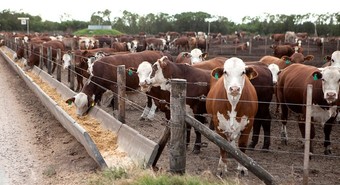 Decenas de argentinos damnificados por la megaestafa ganadera en Uruguay