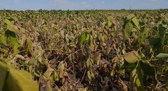 Cuántas hectáreas están bajo sequía severa en el país 