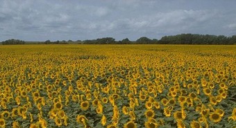 La cosecha de girasol crece 30% y es la mayor en más de dos décadas 