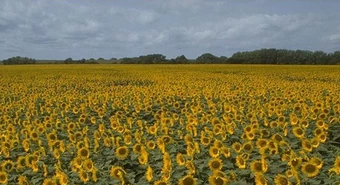 La cosecha de girasol crece 30% y es la mayor en más de dos décadas 