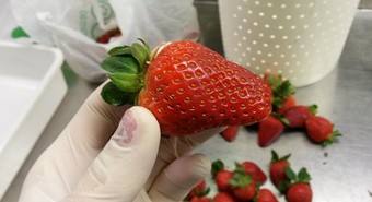 La madre del trigo HB4 ahora busca revolucionar el mundo de la frutilla