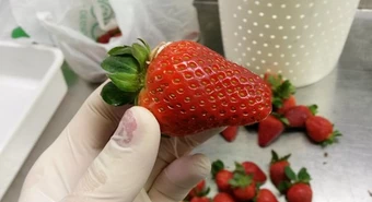 La madre del trigo HB4 ahora busca revolucionar el mundo de la frutilla