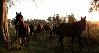 caballo