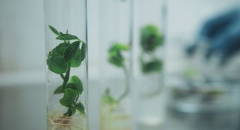 Aliado a una multinacional, Bioceres se mete en el mercado europeo