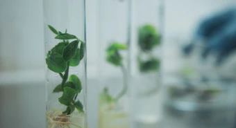 Aliado a una multinacional, Bioceres se mete en el mercado europeo