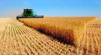 Por qué si la humedad ayuda podría sembrarse el mismo trigo que en 2023