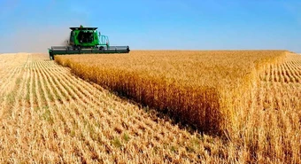 Por qué si la humedad ayuda podría sembrarse el mismo trigo que en 2023