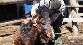 El Senasa aprobó el primer lote de vacunas contra la Encefalomielitis Equina