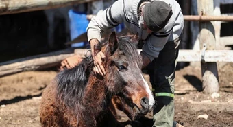 El Senasa aprobó el primer lote de vacunas contra la Encefalomielitis Equina