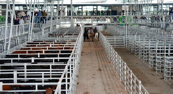 Eliminaron un informe diario que es fundamental en la venta de hacienda