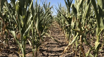 Cuatro departamentos de Santa Fe se declararon en emergencia agropecuaria