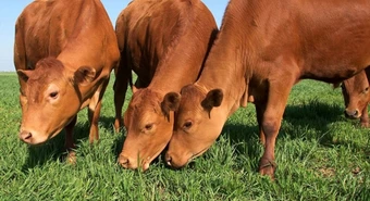 La ganadería argentina podría ser más sustentable que la de otros mercados