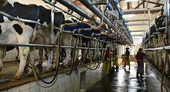Argentina tiene una de las tasas más bajas de cierre de tambos