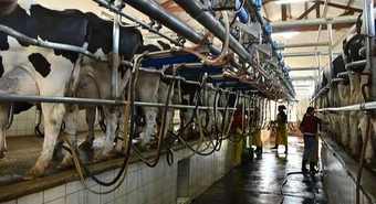 Argentina tiene una de las tasas más bajas de cierre de tambos